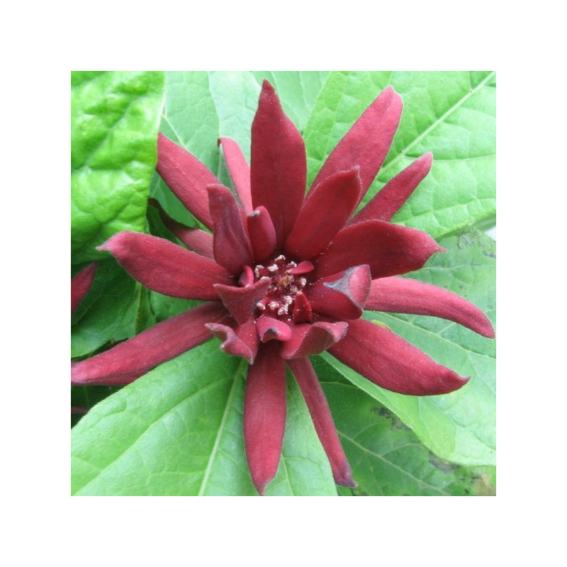 Calycanthus floridus