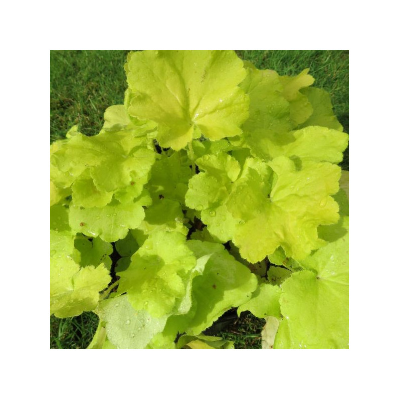 Heuchera citronnelle