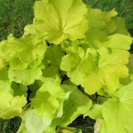 Heuchera citronnelle