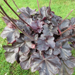 Heuchera obsidian