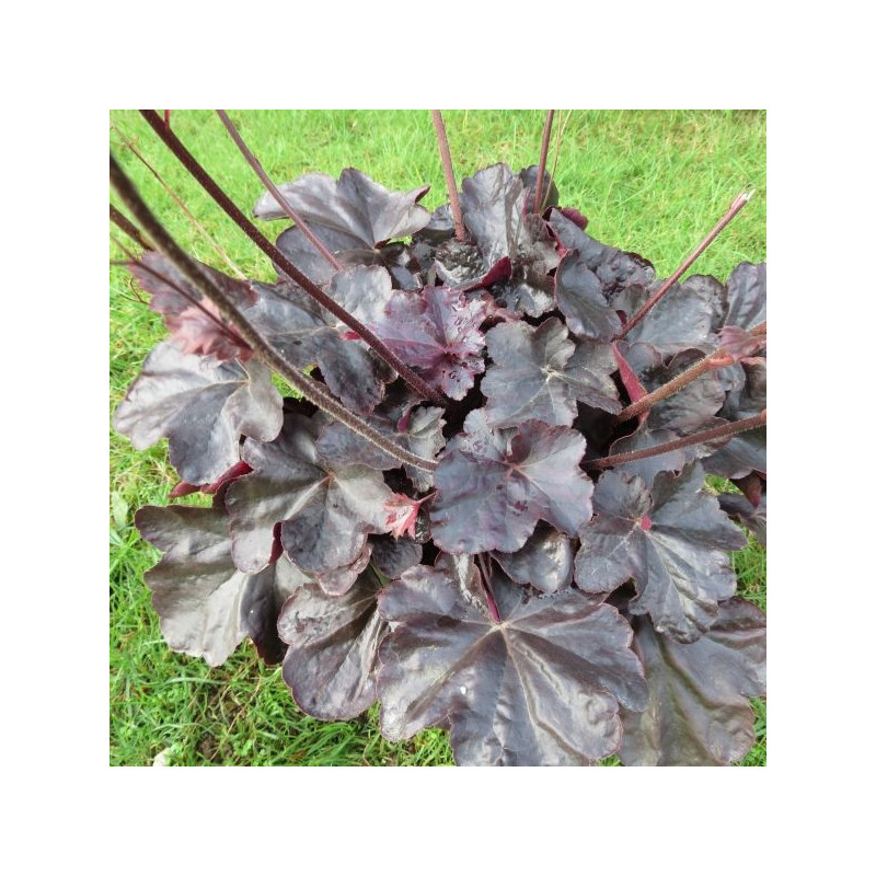 Heuchera obsidian