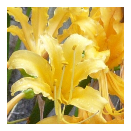 Lycoris aurea