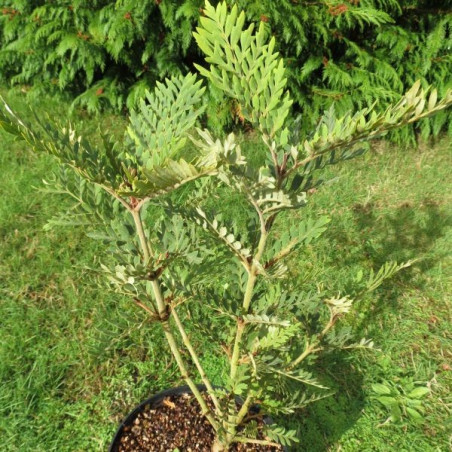 Lomatia ferruginea