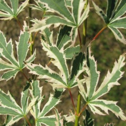 Acer palmatum 'butterfly' feuilles