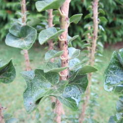 Hedera helix erecta