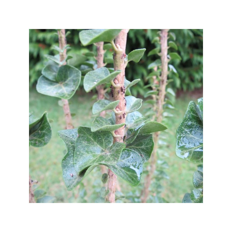 Hedera helix erecta