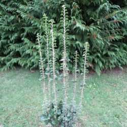 Hedera helix erecta