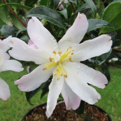 Camellia frosted star