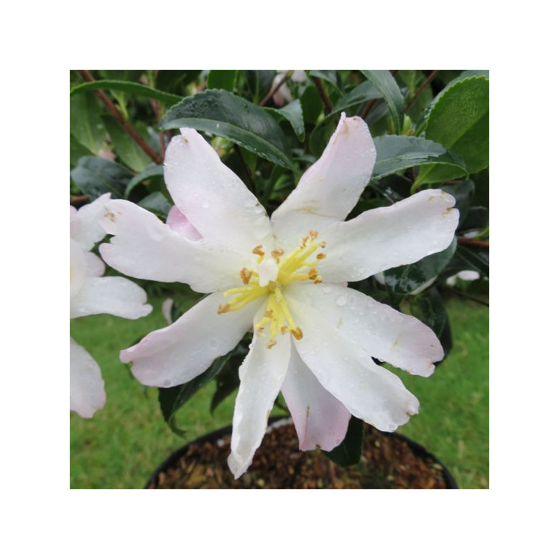 Camellia frosted star