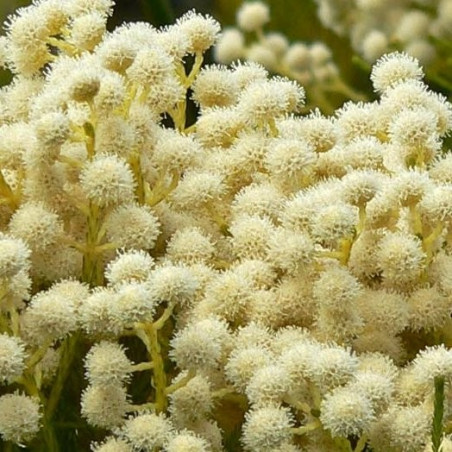 Brunia albiflora