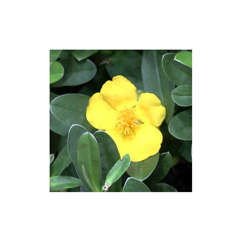 Hibbertia scandens