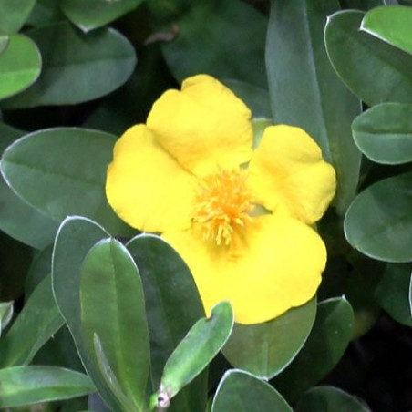 Hibbertia scandens