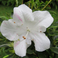 Azalea encore starlite