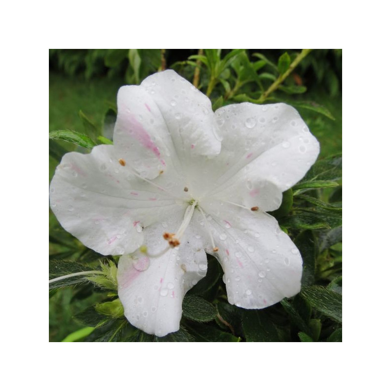 Azalea encore starlite