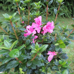 Azalea encore® empress