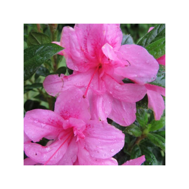 Azalea encore® empress