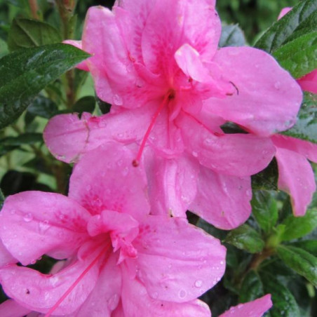 Azalea encore® empress