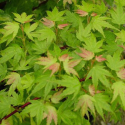 Acer palmatum 'Coonara pygmy' feuilles