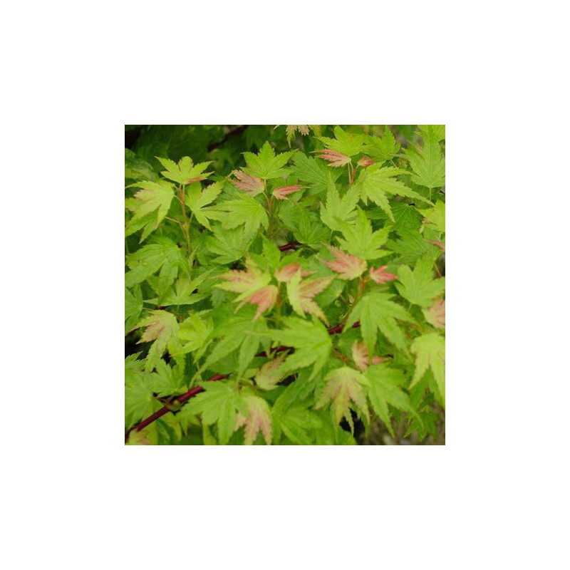 Acer palmatum 'Coonara pygmy' feuilles