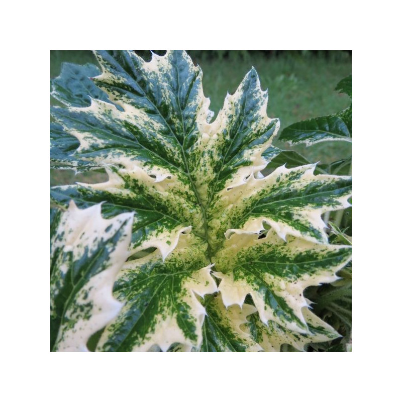 Acanthus whitewater®