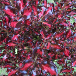 Coprosma pacific sunset®