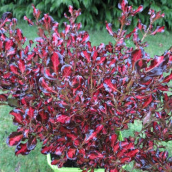 Coprosma pacific sunset®