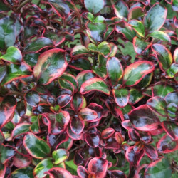 Coprosma ignite