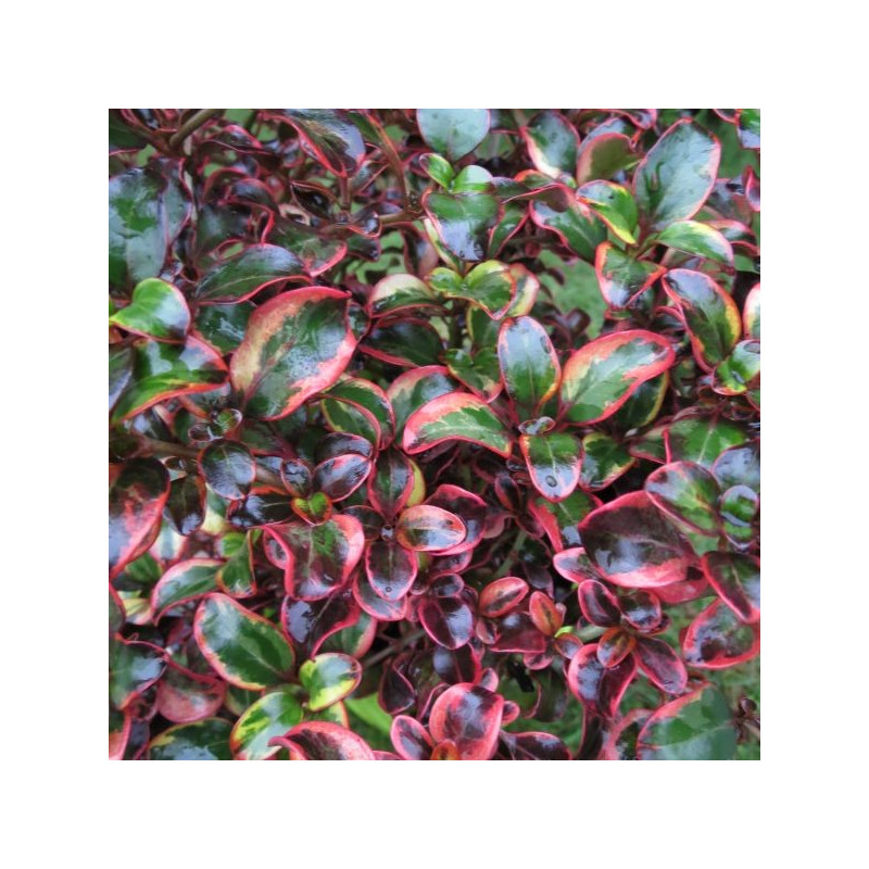 Coprosma ignite