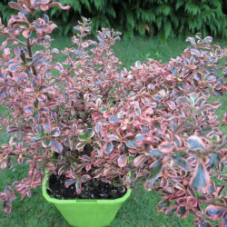 Coprosma rainbow surprise®