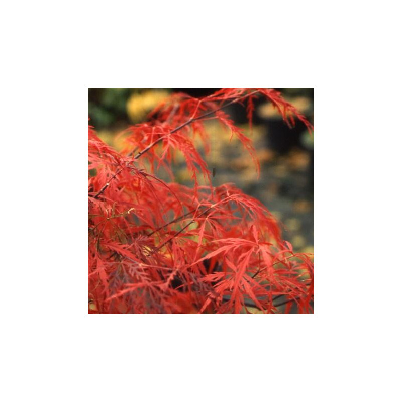 Acer palmatum dissectum 'garnet'