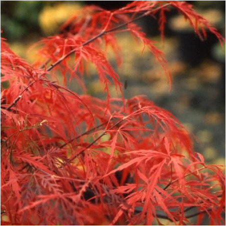 Acer palmatum dissectum 'garnet'