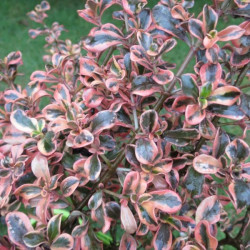 Coprosma rainbow surprise®