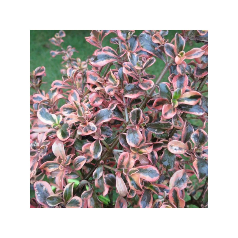 Coprosma rainbow surprise®