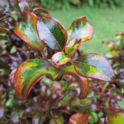 Coprosma tequila sunrise®