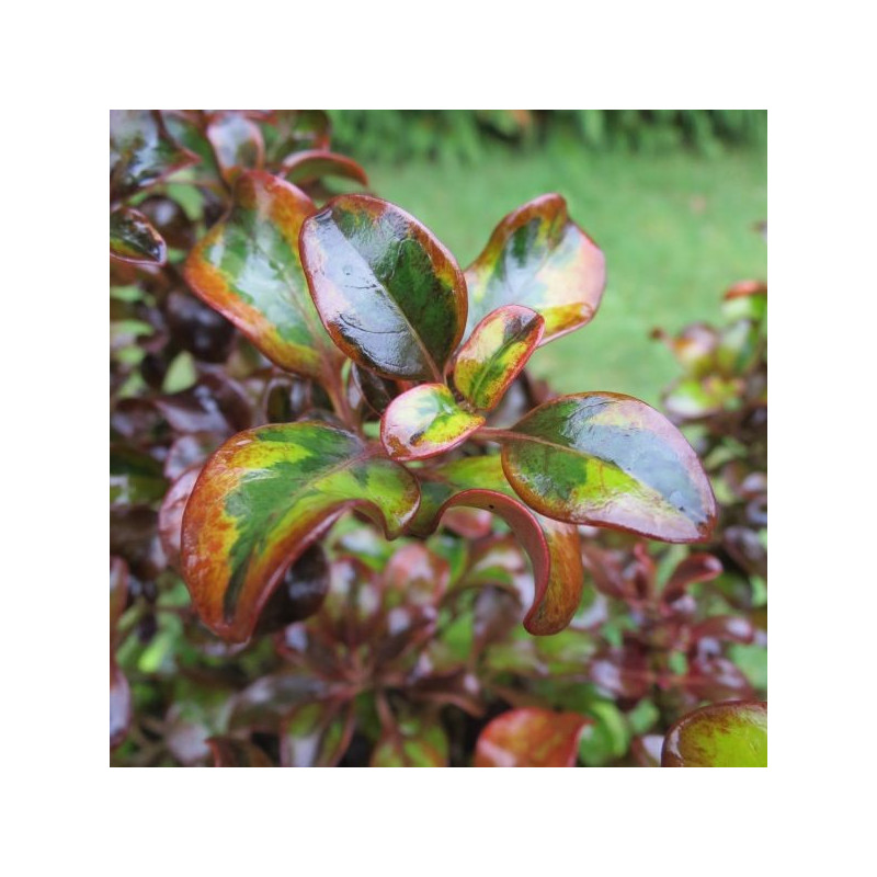 Coprosma tequila sunrise®