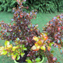 Coprosma tequila sunrise®