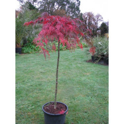 Acer palmatum 'inaba shidare'