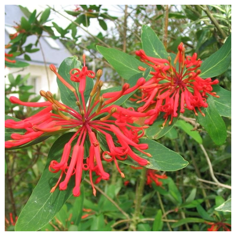 Embothrium coccineum lanceolatum