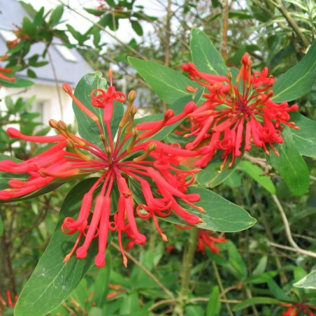 Embothrium coccineum lanceolatum