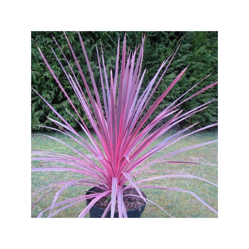 Cordyline Charlie boy®