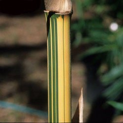 Bambusa Alphonse Karr