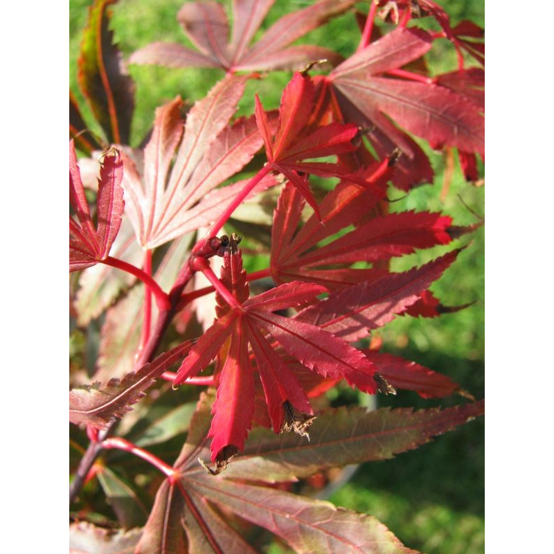 Acer palmatum 'kandy kitchen'