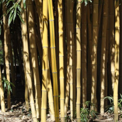 Phyllostachys aurea 'holochrysa'