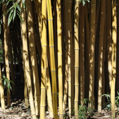 Phyllostachys aurea holochrysa