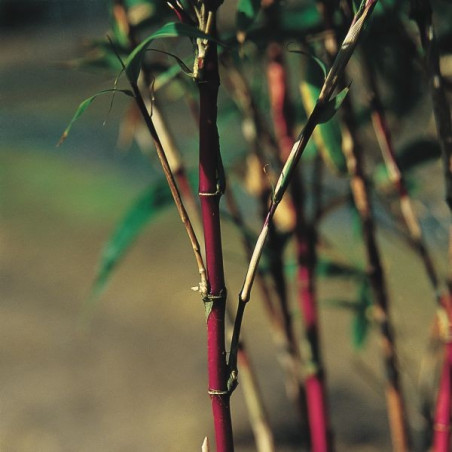 Chimonobambusa variegata