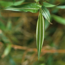Chimonobambusa variegata