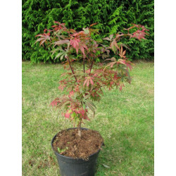 Acer palmatum 'kandy kitchen'