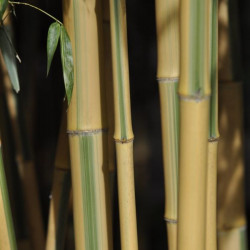 Phyllostachys bambusoides castillonis