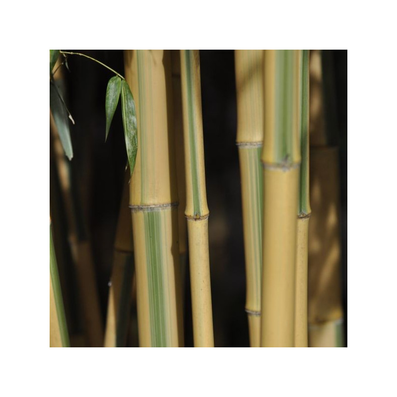 Phyllostachys bambusoides 'castillonis'