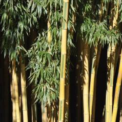 Phyllostachys bambusoides castillonis